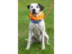 Adopt Lilly a Dogo Argentino, Foxhound