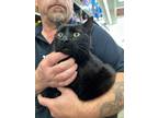 Adopt Nymera a Domestic Medium Hair