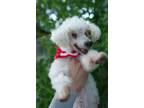Adopt Poppy a Poodle, Bichon Frise
