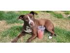Adopt Cora a Pit Bull Terrier