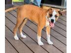 Adopt Tessa a Boxer, Mixed Breed