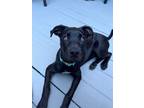 Adopt Olive a Labrador Retriever, Hound