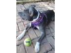 Adopt Sissy a Staffordshire Bull Terrier