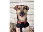 Adopt Aisley a German Shepherd Dog
