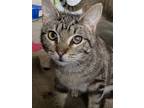 Adopt Sky a Domestic Short Hair, Tabby