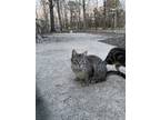 Adopt Pixie a Tabby, Domestic Short Hair
