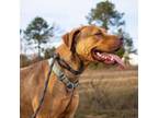 Adopt Spruce a Labrador Retriever