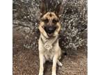 Adopt Stanley a German Shepherd Dog