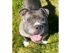 Adopt Whopper ID 44959 a Pit Bull Terrier