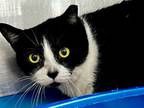 Adopt Boots a Domestic Short Hair