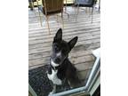 Adopt Buddy a German Shepherd Dog