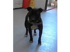 Adopt GHOST a Pit Bull Terrier