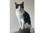 Adopt Tux a Domestic Short Hair