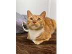 Adopt Wilson a Domestic Short Hair