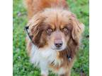 Adopt River a Australian Shepherd