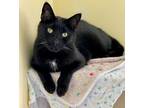 Adopt Obi a Bombay, Domestic Short Hair