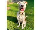 Adopt Byron a Labrador Retriever, Husky
