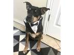Adopt Roscoe a Miniature Pinscher