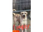 Adopt Cooper a Catahoula Leopard Dog