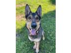 Adopt Sam a German Shepherd Dog