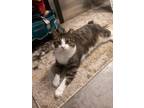 Adopt Winston II a Manx