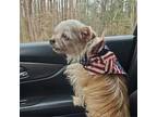 Adopt Buddy a Shih Tzu, Mixed Breed