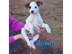 Adopt Rowdy a Labrador Retriever, Jack Russell Terrier