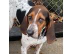 Adopt Jesse a Bluetick Coonhound