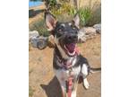 Adopt Juno a Shepherd