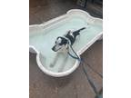 Adopt Rabbit a Collie