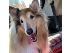 Adopt Kelly a Collie