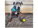 Adopt Rosie a Pit Bull Terrier