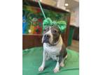 Betty American Pit Bull Terrier Senior Female