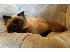 Stuffy Domestic Longhair Kitten Female
