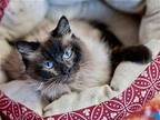 Karina Siamese Senior Female