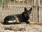 Bella-Kai German Shepherd Dog Young Female