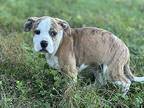 Dumpster Boxer Puppy Male