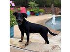 Makaria German Shepherd Dog Young Female