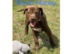 DEVIN HANEY Boxer Puppy Male