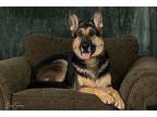 Kona German Shepherd Dog Adult Male