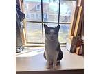 Beautiful Abandoned Snowball Tabby Adult Female