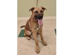 Zando German Shepherd Dog Adult Male