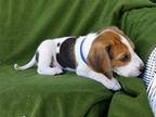 Owl Treeing Walker Coonhound Puppy Female
