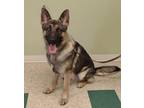 Dax German Shepherd Dog Adult Male