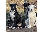 Daisy Boxer Young Female