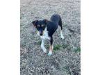 Phoenix Schnauzer (Miniature) Young Female