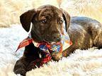 LORI Labrador Retriever Puppy Female