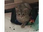 Carla - barn cat Domestic Shorthair Young Female