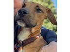 Eagle Terrier (Unknown Type, Medium) Puppy Male