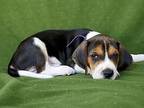 Crow Treeing Walker Coonhound Puppy Male